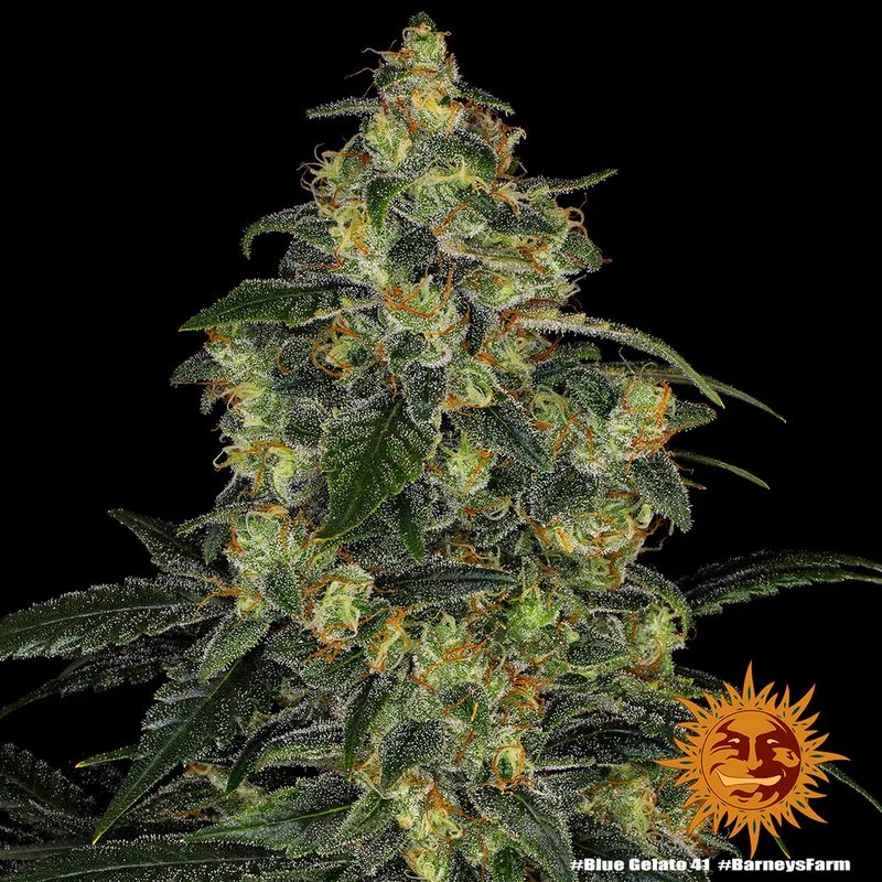 Blue Gelato 41 van Barney's Farm