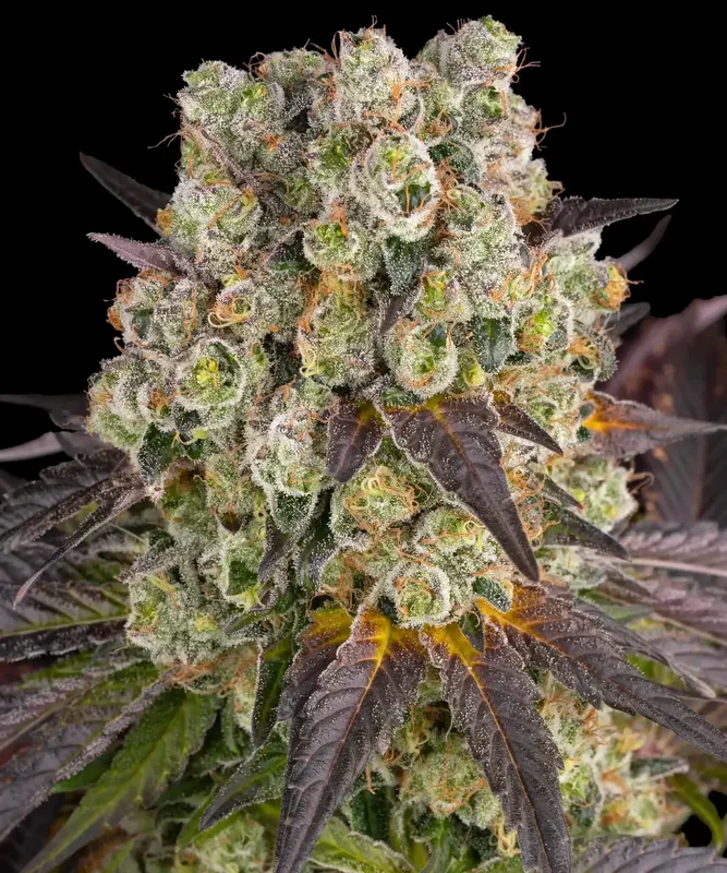 Purple Punch x Lemon Drizzle van Barney's Farm
