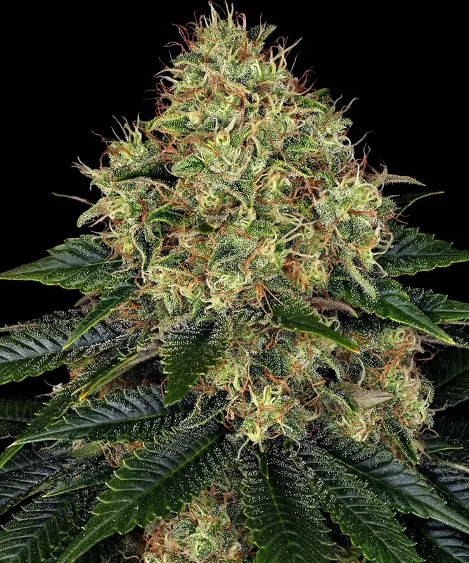 Skywalker OG van Barney's Farm
