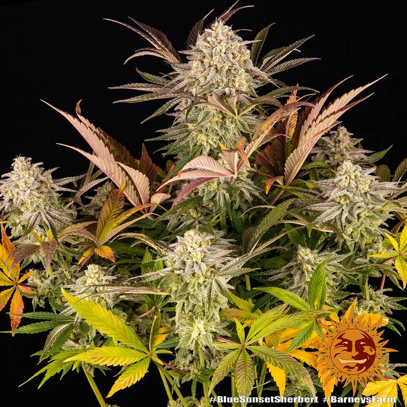 Blue Sunset Sherbert van Barney's Farm