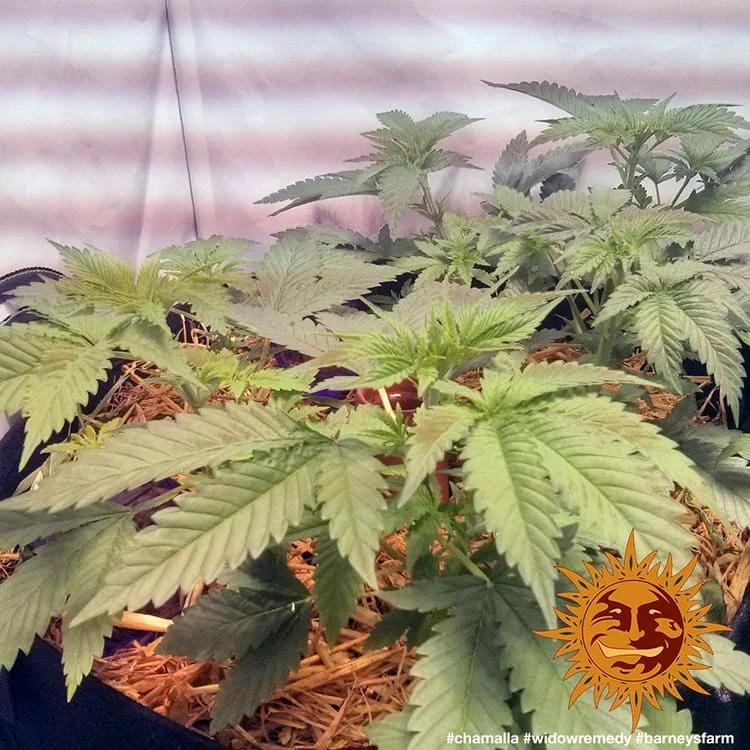 Widow Remedy van Barney's Farm