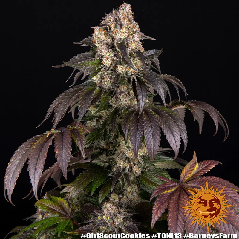 Girl Scout Cookies van Barney's Farm