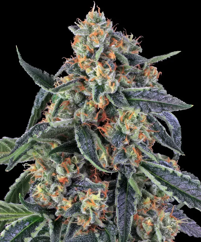 Cookies Kush van Barney's Farm