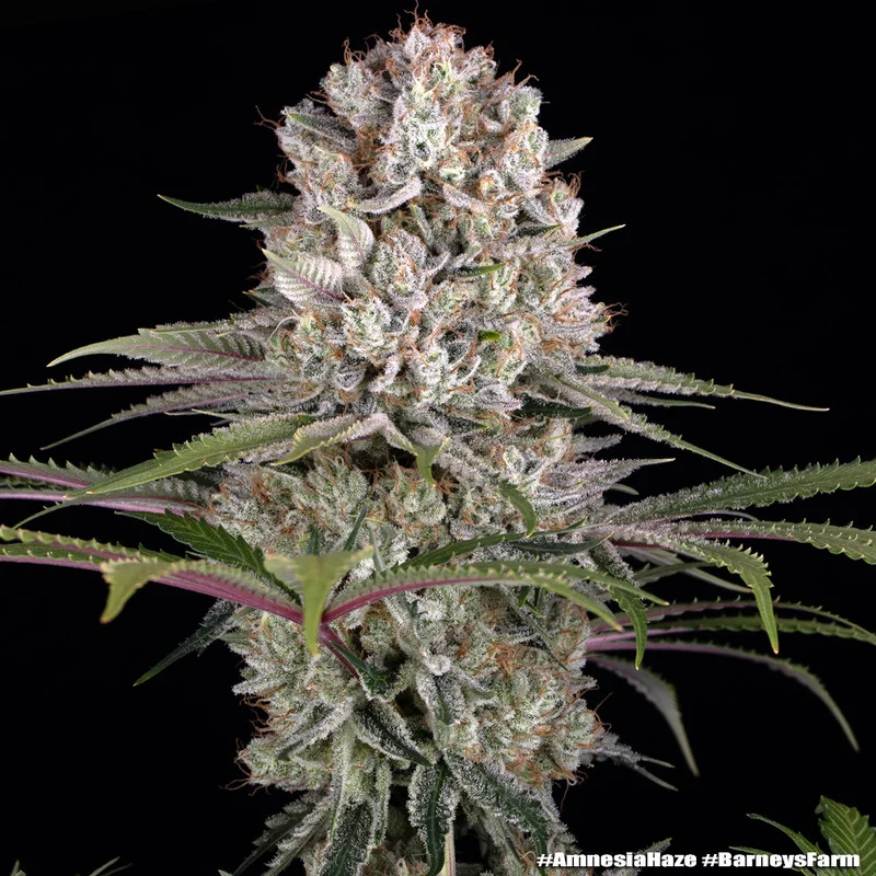 Amnesia Haze van Barney's Farm