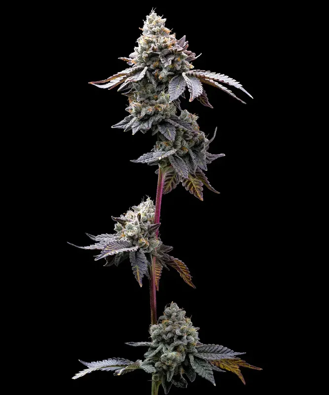GMO Cookies van Barney's Farm