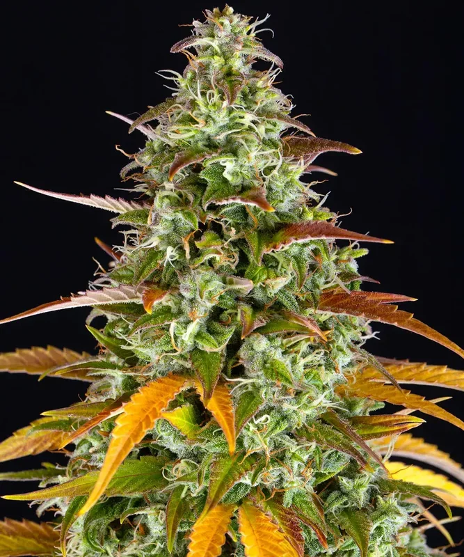 Watermelon Zkittlez van Barney's Farm