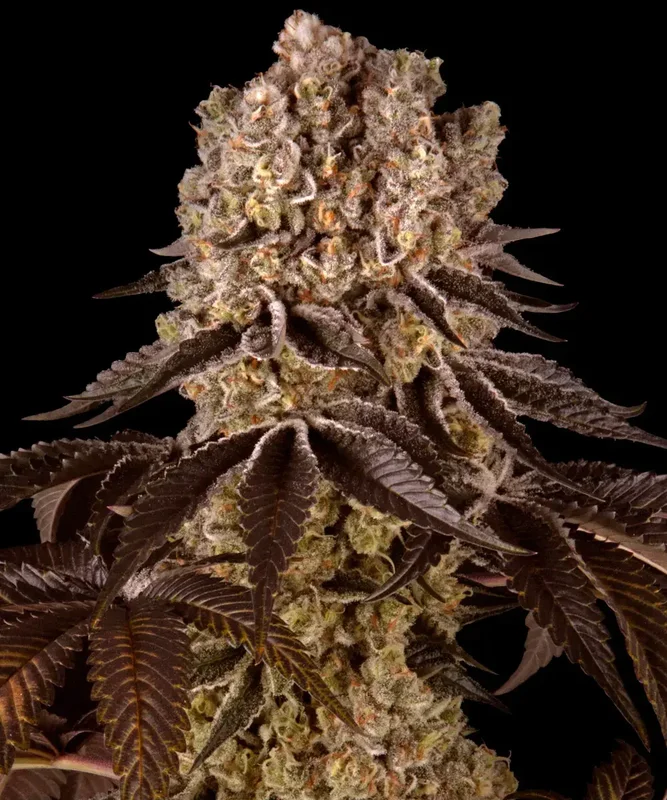 Purple Punch van Barney's Farm