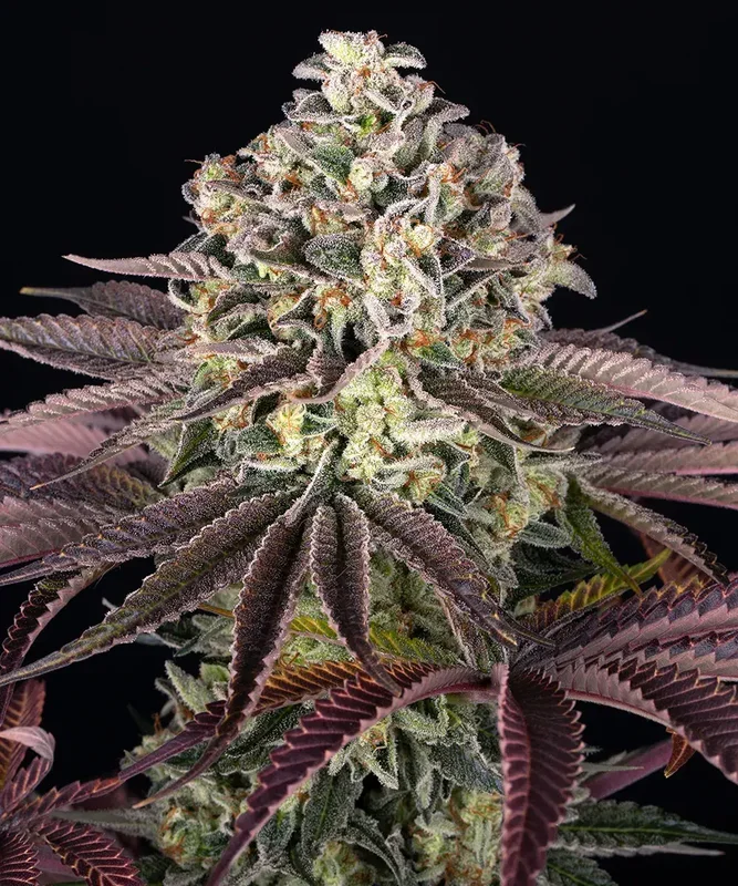 GrandDaddy Purple van Barney's Farm