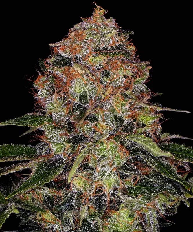 ShiskaBerry van Barney's Farm