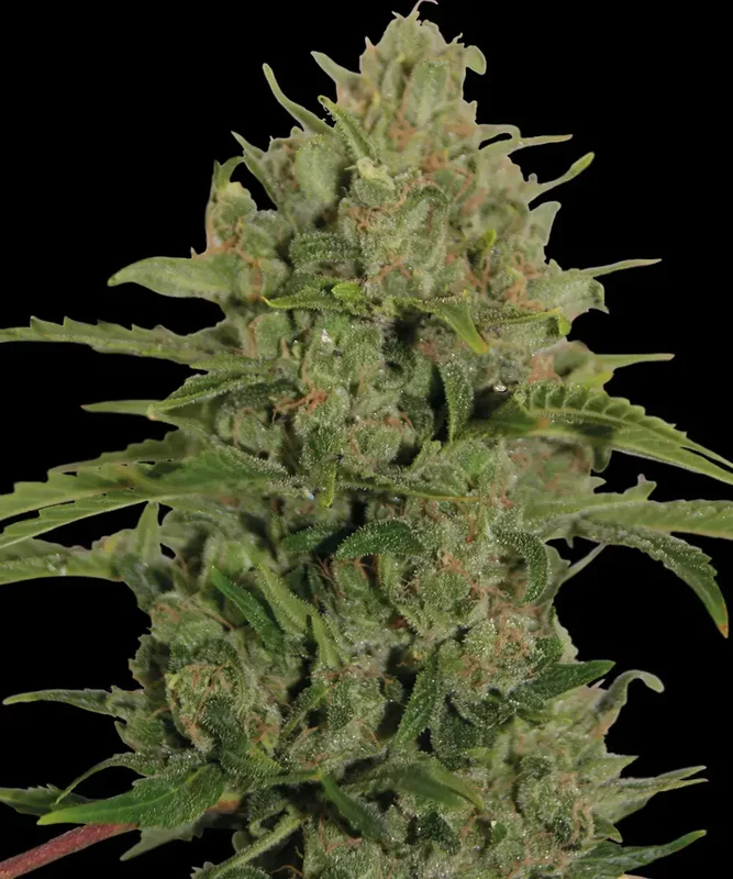 Triple Cheese van Barney's Farm