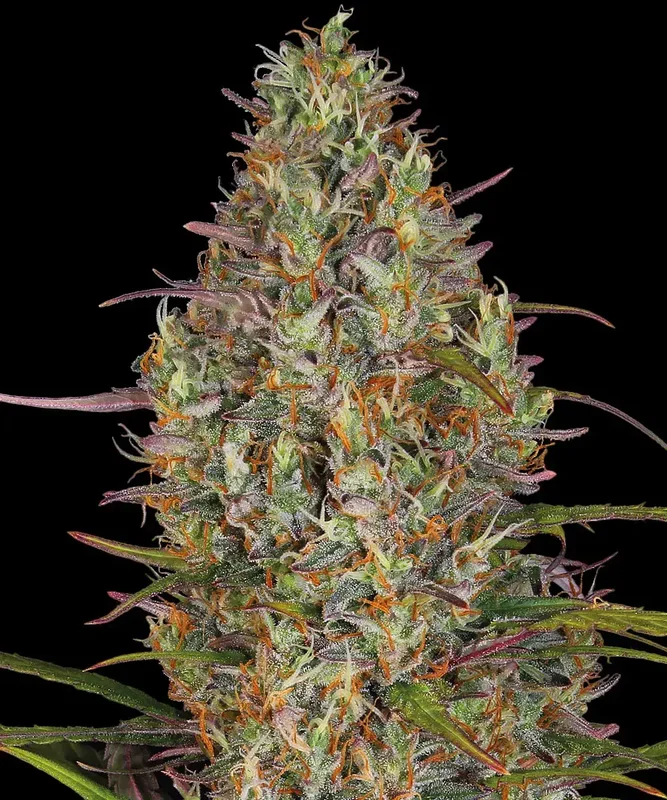 Glue Gelato van Barney's Farm