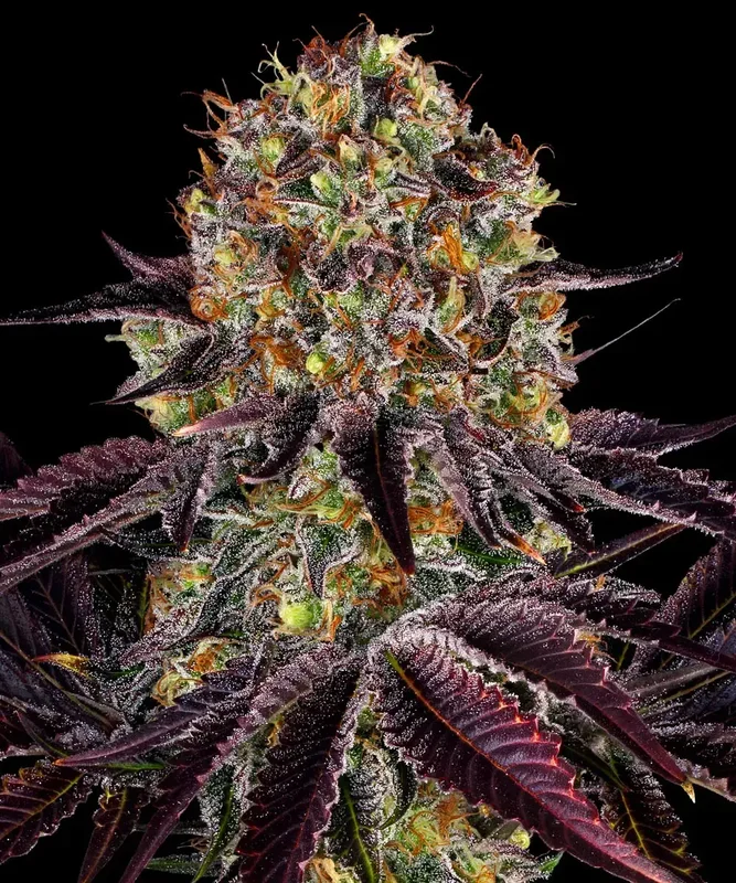 Runtz x Layer Cake van Barney's Farm