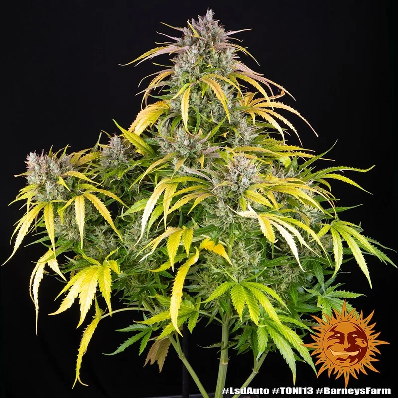 LSD van Barney's Farm