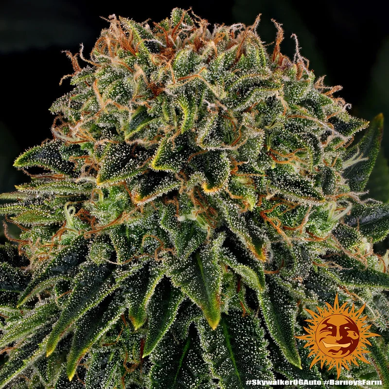 Skywalker OG van Barney's Farm