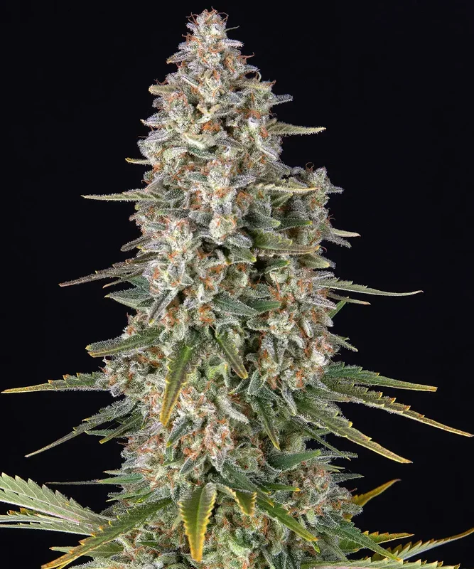 Pineapple Chunk van Barney's Farm