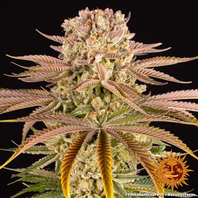 Pineapple Express van Barney's Farm