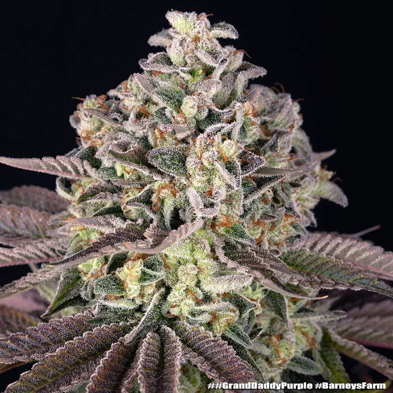 GrandDaddy Purple van Barney's Farm