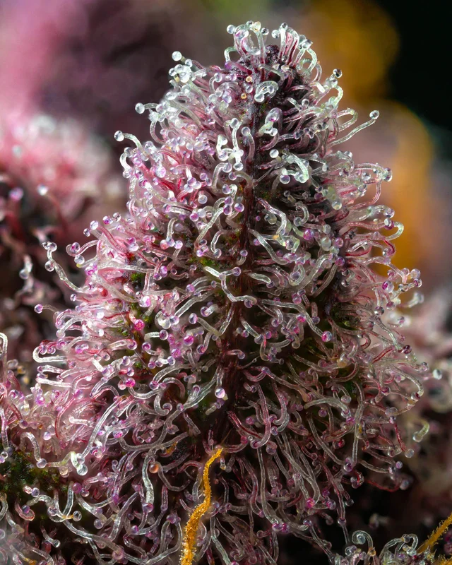Cherry Poppers van Barney's Farm