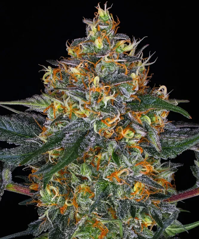 Moby Dick van Barney's Farm