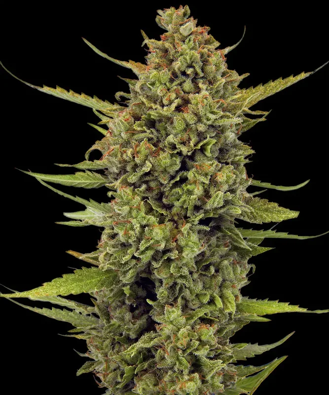 Acapulco Gold van Barney's Farm