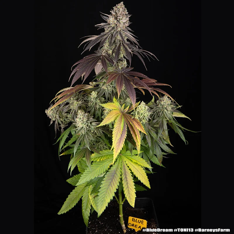 Blue Dream van Barney's Farm