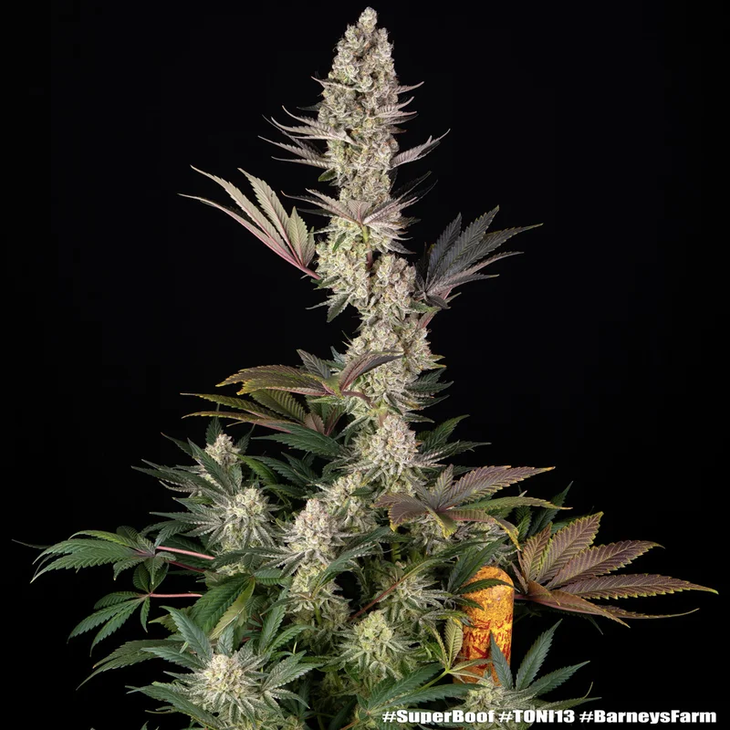 Super Boof van Barney's Farm