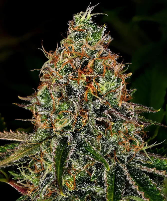 Tangerine Dream van Barney's Farm