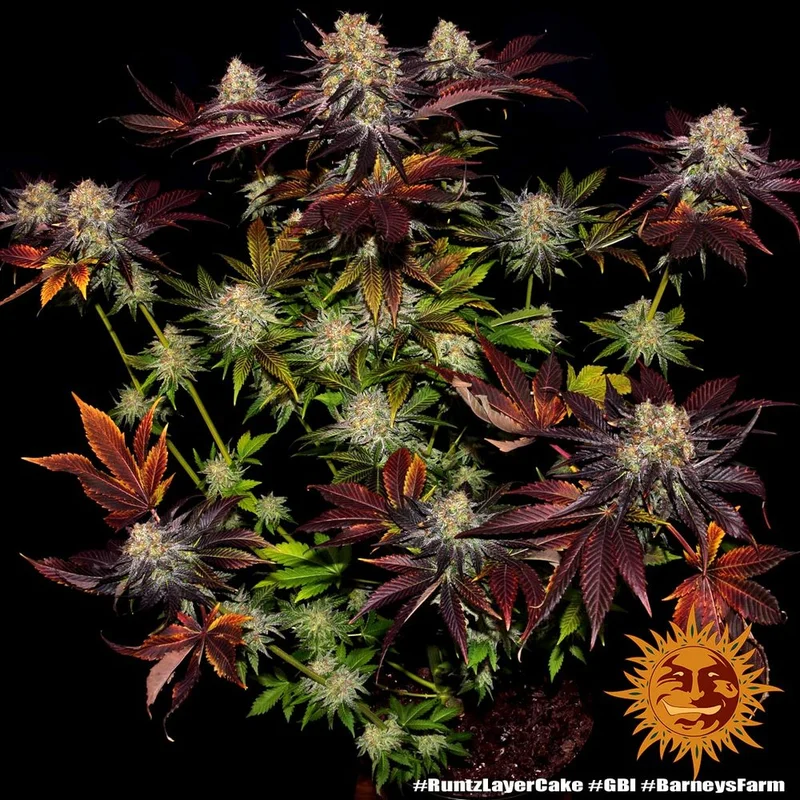 Runtz x Layer Cake van Barney's Farm
