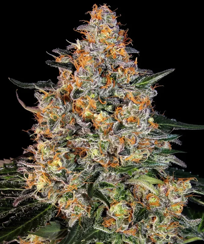 Bubba Kush van Barney's Farm