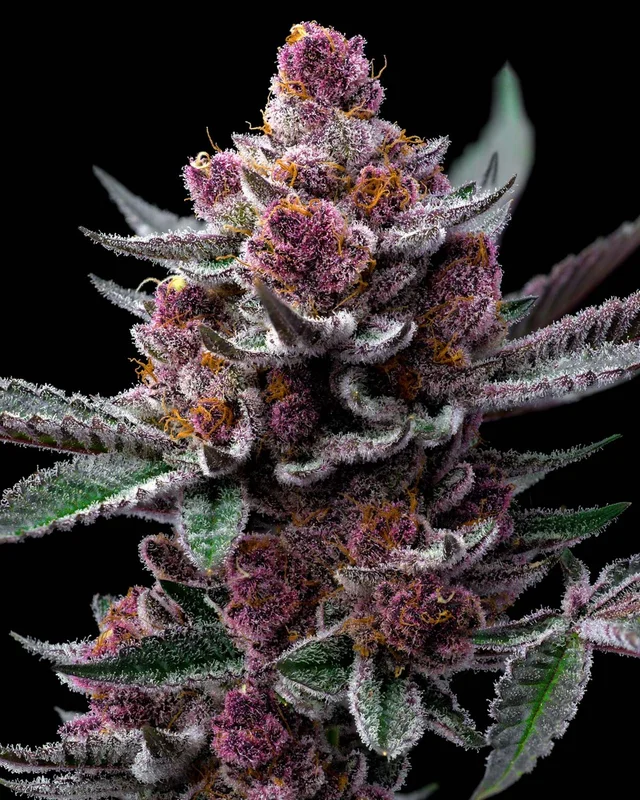 Cherry Poppers van Barney's Farm