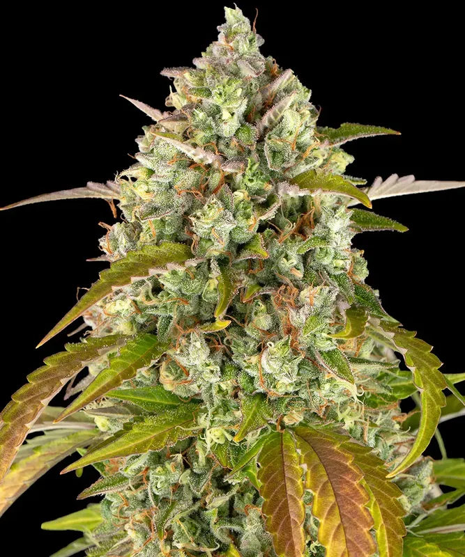Pineapple Express van Barney's Farm