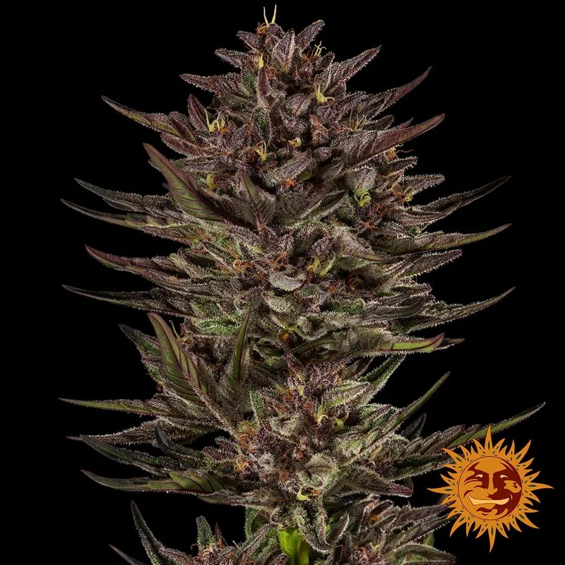 Frosted Zinn x Cookie Dog van Barney's Farm