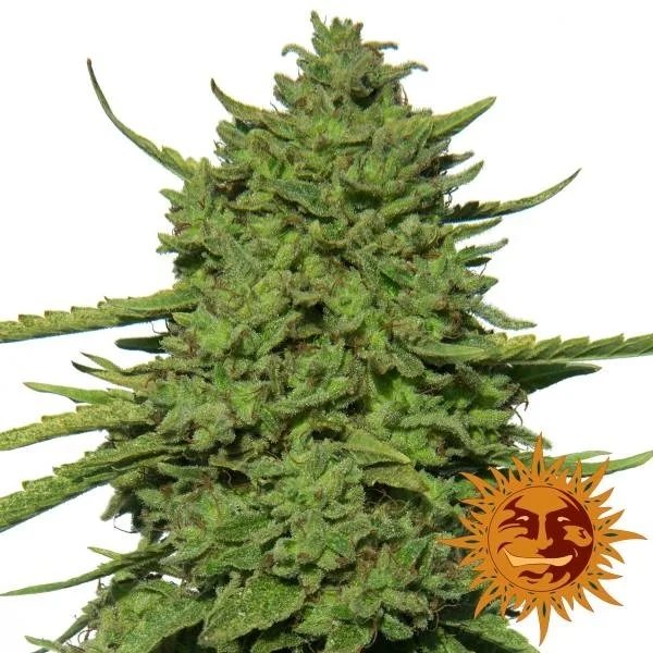Amnesia Lemon van Barney's Farm