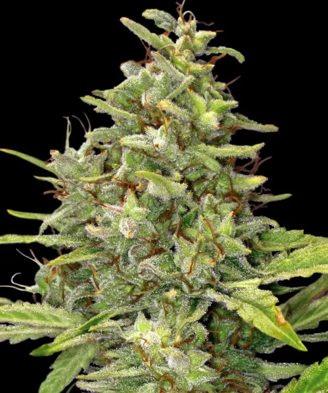 G13 Haze van Barney's Farm