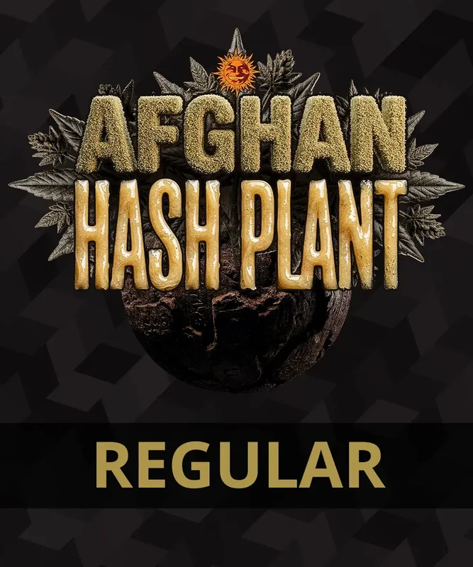 Afghan Hash Plant van Barney's Farm
