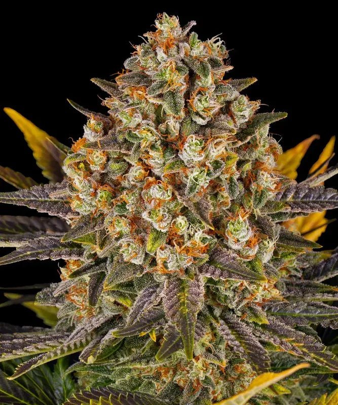 Banana Punch van Barney's Farm