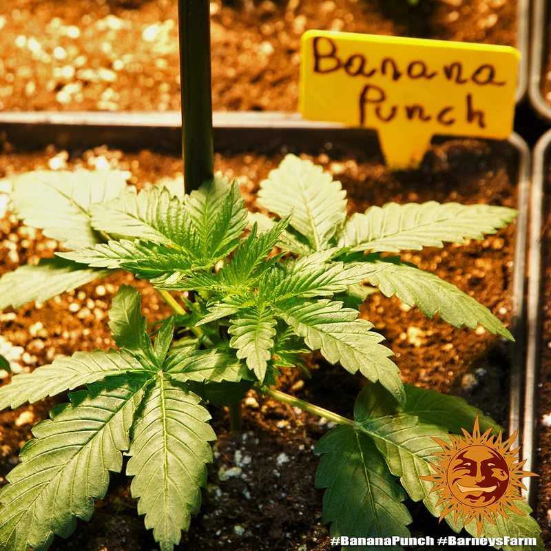 Banana Punch van Barney's Farm
