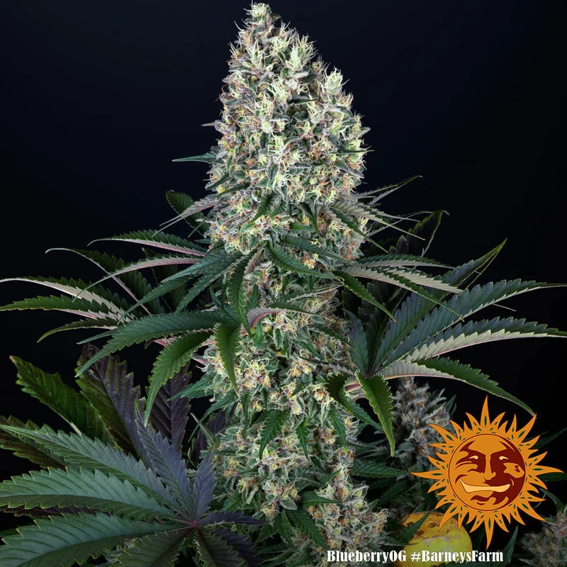 Blueberry OG van Barney's Farm