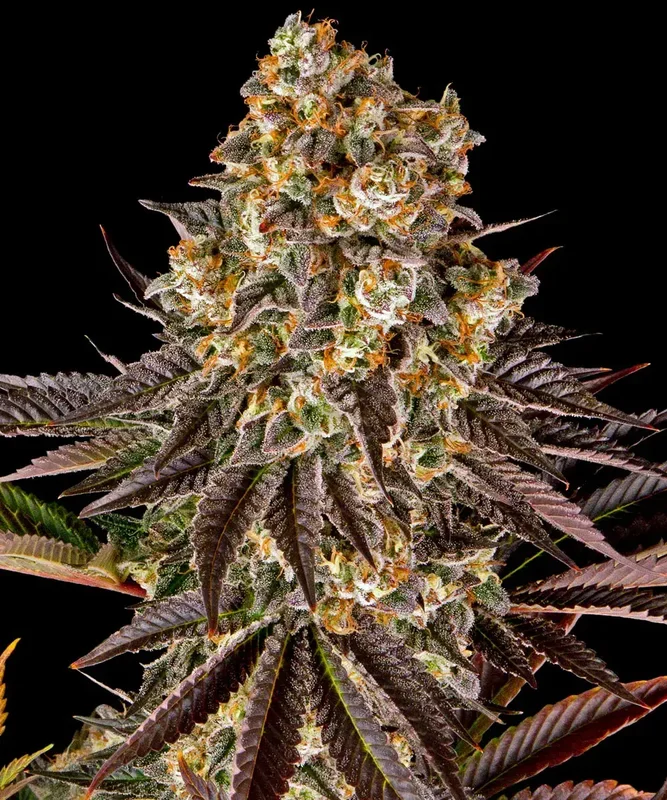 Gelato #45 van Barney's Farm