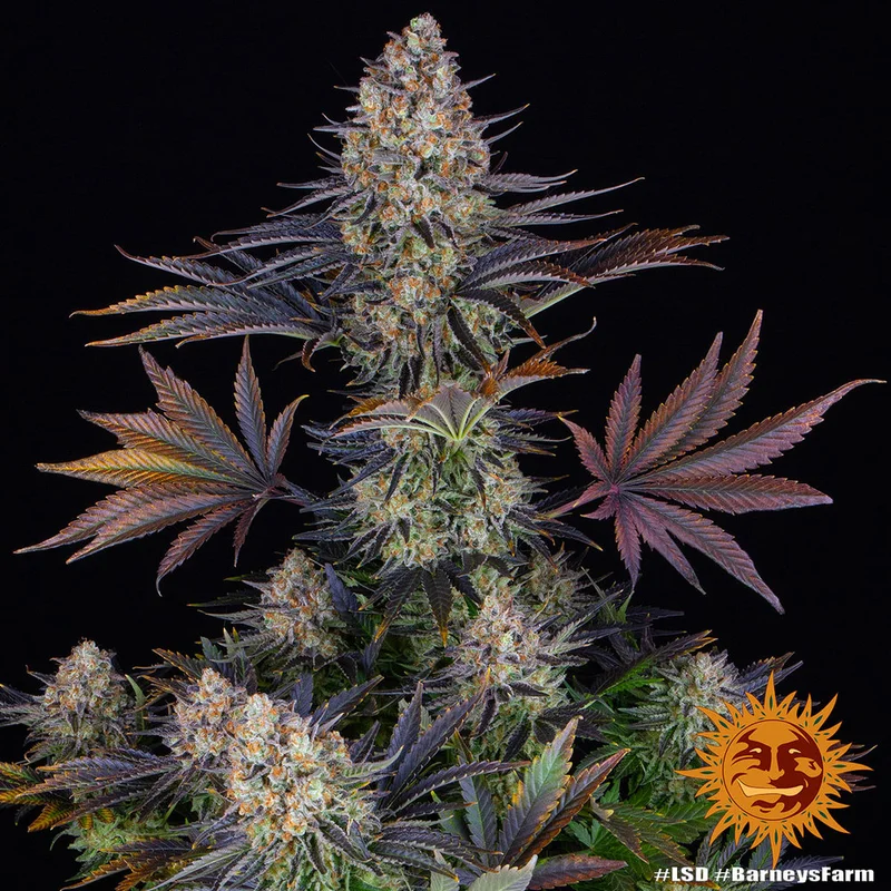 LSD van Barney's Farm