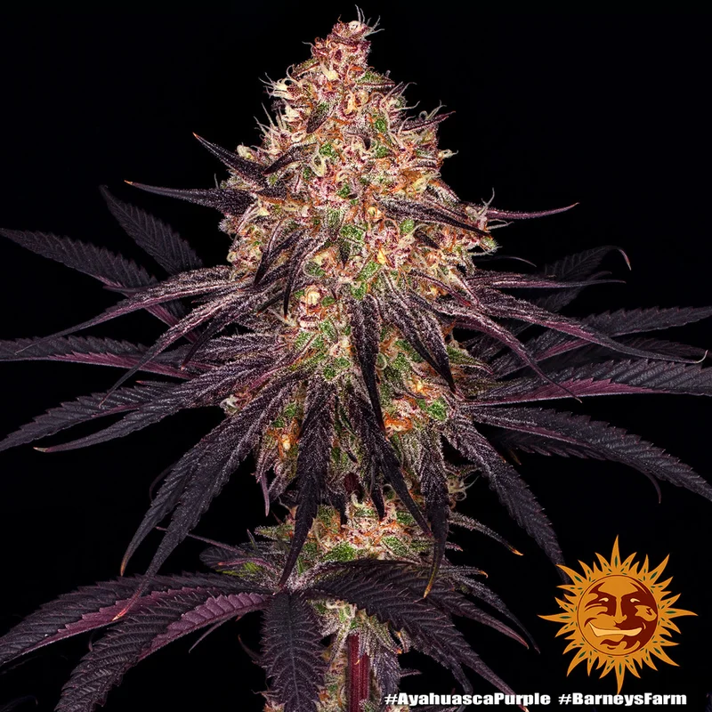 Ayahuasca Purple van Barney's Farm