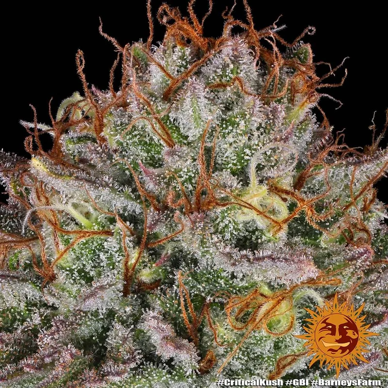 Critical Kush van Barney's Farm