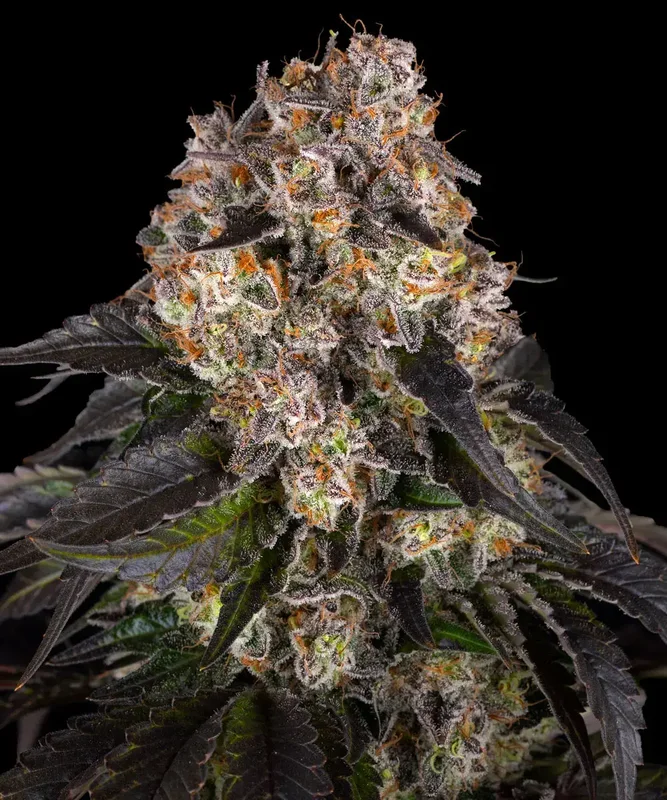 Girl Scout Cookies van Barney's Farm