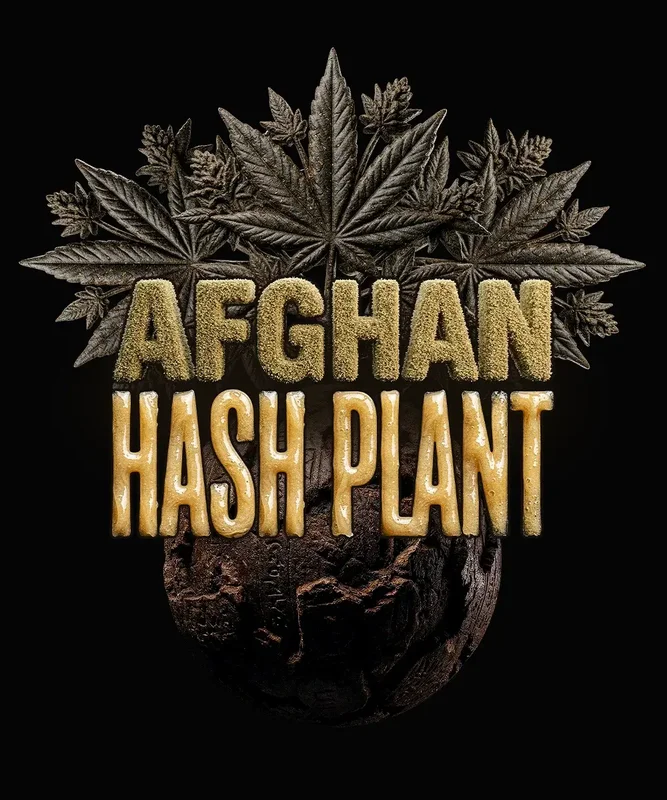 Afghan Hash Plant van Barney's Farm