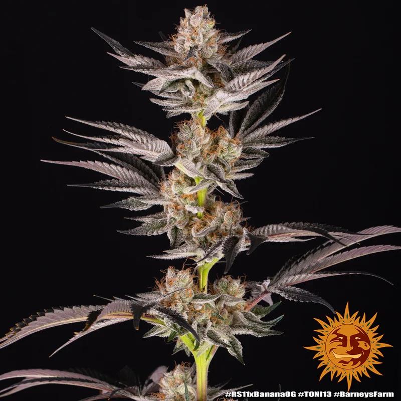 RS11 x Banana OG van Barney's Farm