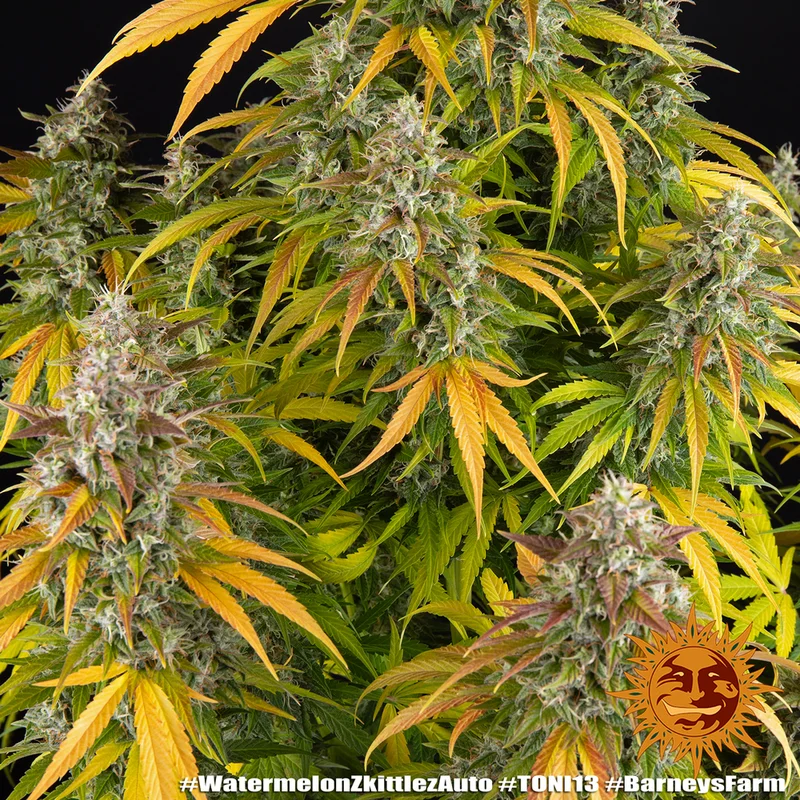 Watermelon Zkittlez van Barney's Farm