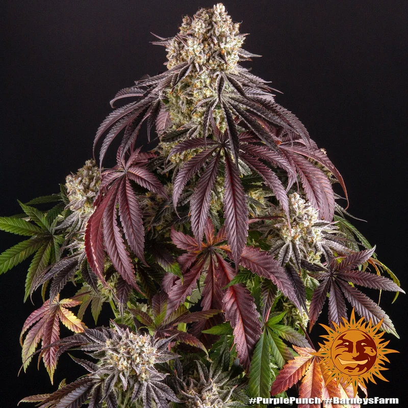 Purple Punch van Barney's Farm