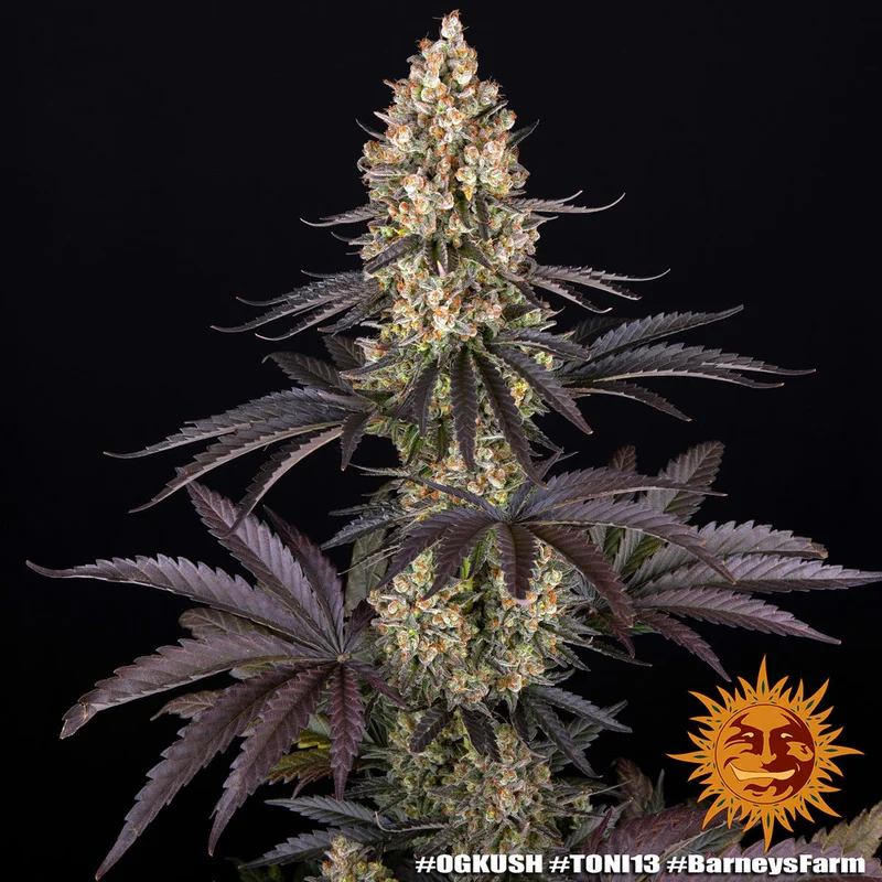 OG Kush van Barney's Farm