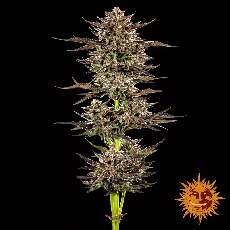Frosted Zinn x 3 Bears OG van Barney's Farm