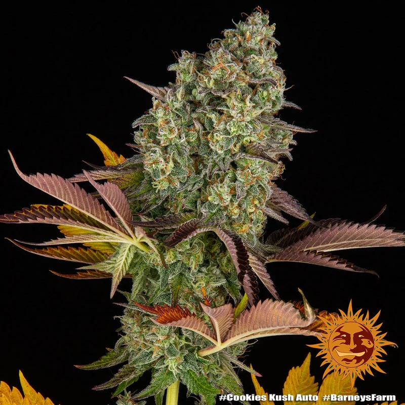 Cookies Kush van Barney's Farm